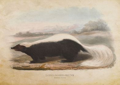 Long Nosed Skunk