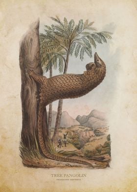 Tree Pangolin