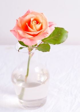 Pink Rose