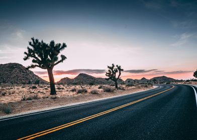 Joshua Tree