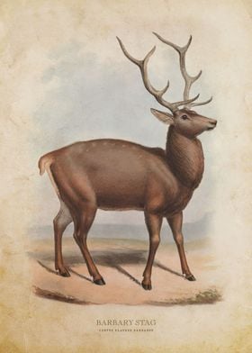 Barbary Stag