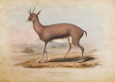 Cuviers Gazelle