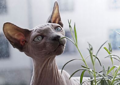 SPHYNX CAT EGYPTIAN