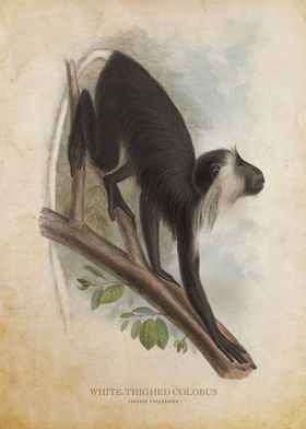 Ursine colobus