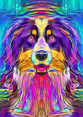 Australian Shepherd 2