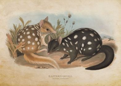 Eastern Quoll