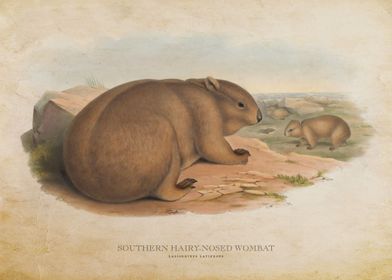 Hairy Nosed Wombat