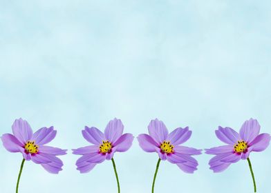 Purple cosmos on blue