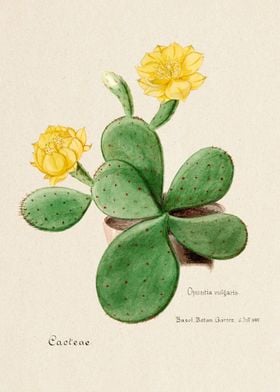 Opuntia vulgaris