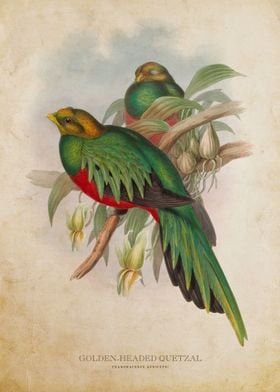 Golden Headed Quetzal