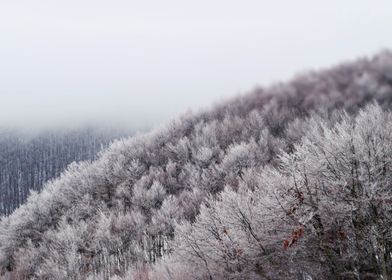 Winter forest mountainside