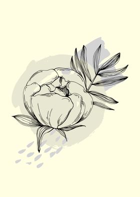 Peony