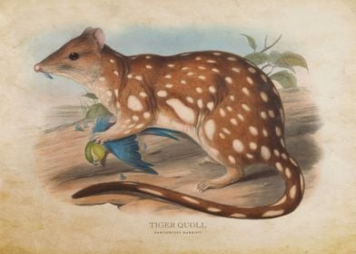 Tiger Quoll