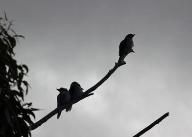 3 kookaburras in Gum Tree