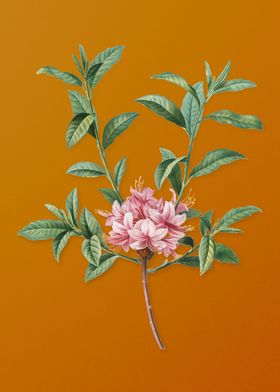 Vintage Azalea Flower' Poster by Holy Rock Design | Displate