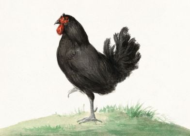 Standing black chicken