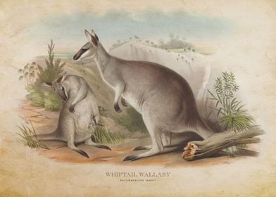 Whiptail Wallaby