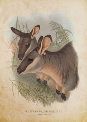 Western Brush Wallaby