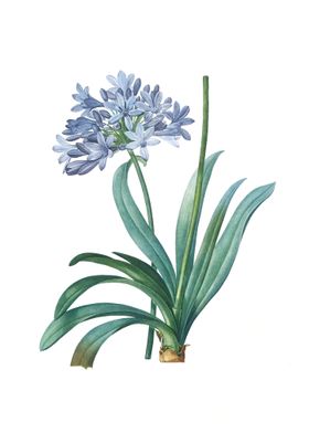 Agapanthus Blue