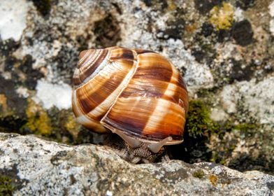 Burgundy snail 