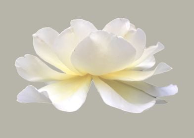 White rose lotus flower