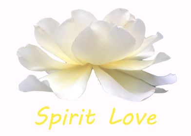 Spirit love white rose lot