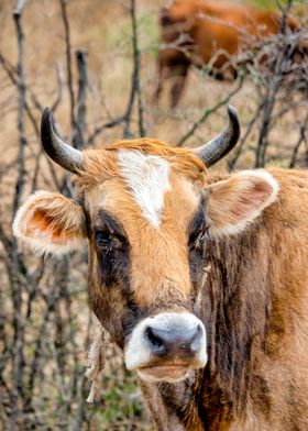 Brown Caucasian cow 