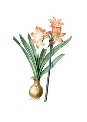 Amaryllis Coral