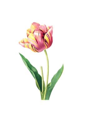 Tulip Pink