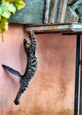 Kitten jumping