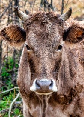 Brown Caucasian cow 