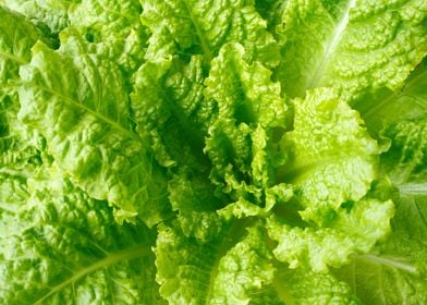 Lettuce closeup