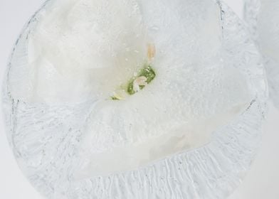 White carnation in ice 1