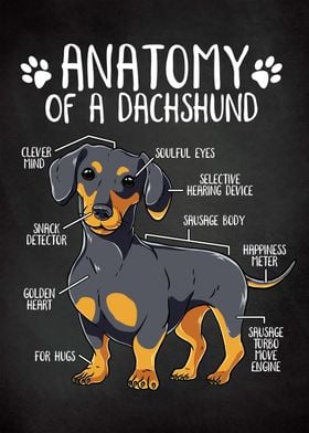 Dachshund Dog Anatomy