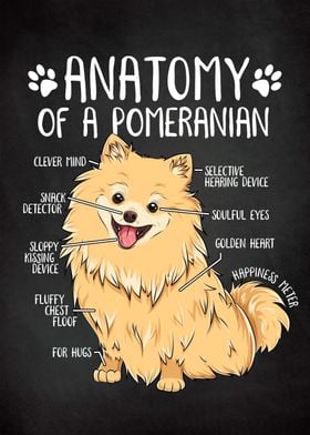 Pomeranian Dog Pom Anatomy