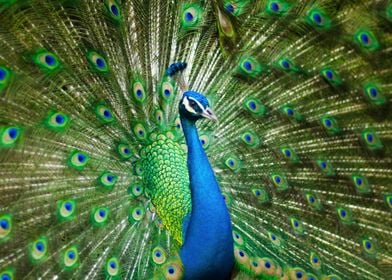 MALE PEACOCK  WILD LIFE