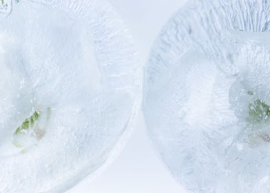 White carnation in ice 2