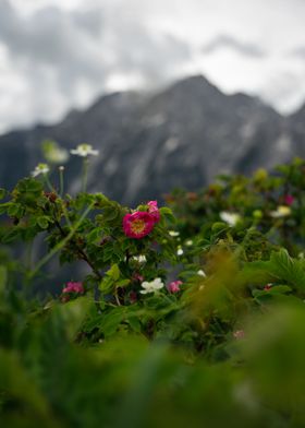 Flower and mountains