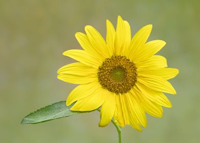 Bright yellow sunflower