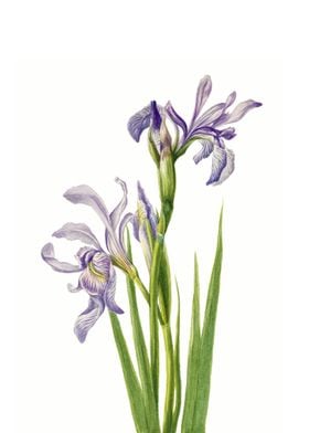 Iris Lilac