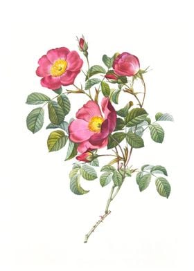 Rose Pumila