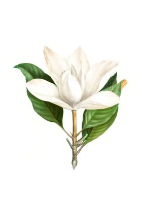 Magnolia