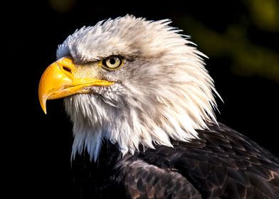 BALD EAGLE WILD LIFE