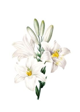 White Lilly