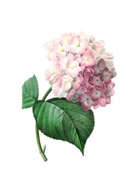 Hydrangea Pink