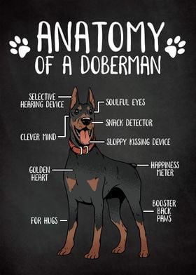 Doberman Dog Anatomy