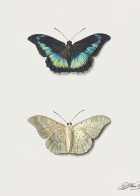 Butterflies vintage poster