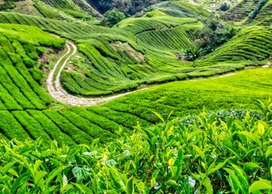 Cameron Highlands