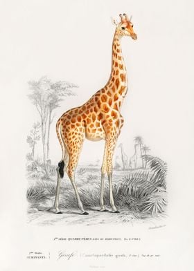 Giraffe illustration