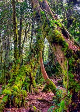 Mossy Forest